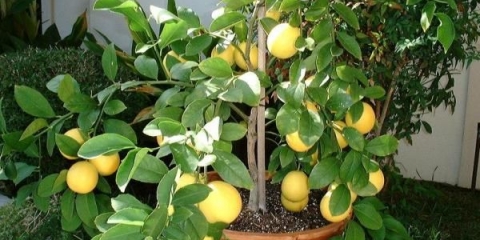 Pravilna njega kod kuće za meyer limun